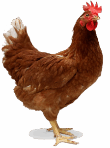 দেশী মুরগী