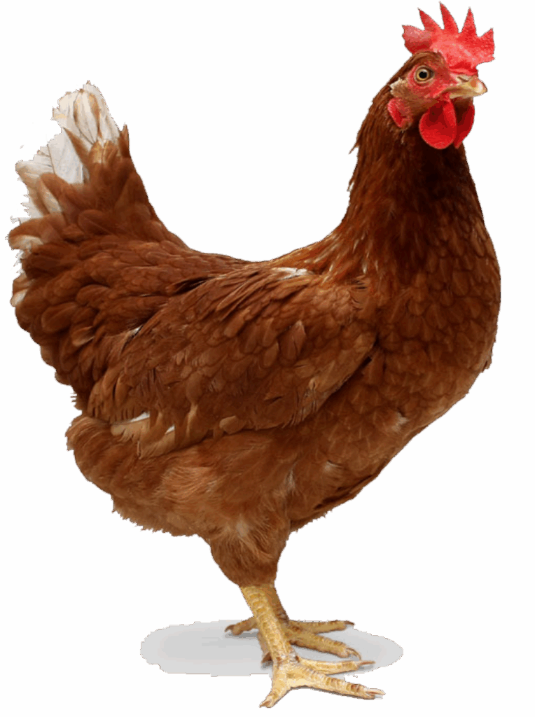 দেশী মুরগী